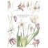 Florilegium agenda albă